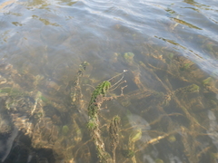 Lagarosiphon ilicifolius