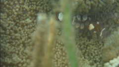 Ancylocaris brevicarpalis