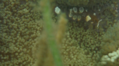 Ancylocaris brevicarpalis