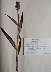 Dactylorhiza incarnata incarnata