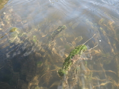 Lagarosiphon ilicifolius