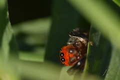 Euophrys rufibarbis