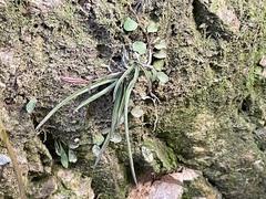 Sarcochilus ceciliae