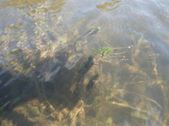 Lagarosiphon ilicifolius