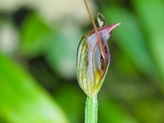 Pterostylis erecta