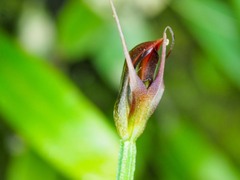 Pterostylis erecta