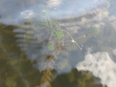 Lagarosiphon ilicifolius