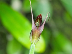 Pterostylis erecta