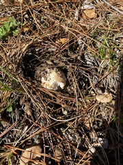 Amanita magniverrucata