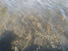 Lagarosiphon ilicifolius