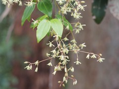 Clematis glycinoides