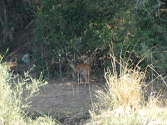 Tragelaphus sylvaticus