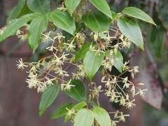 Clematis glycinoides
