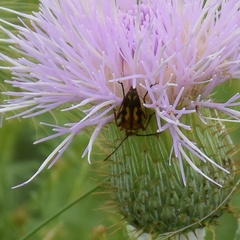 Typocerus octonotatus