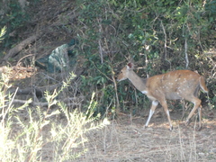 Tragelaphus sylvaticus