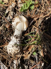 Amanita magniverrucata