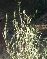 Phragmites mauritianus