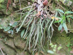 Sarcochilus ceciliae