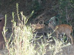 Tragelaphus sylvaticus