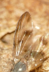 Pallopteridae