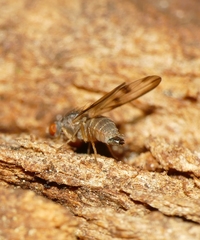 Pallopteridae