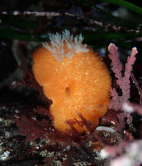 Acanthodoris lutea