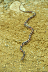 Leptodeira annulata