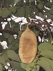 Dalbergia miscolobium