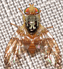 Procecidocharoides penelope