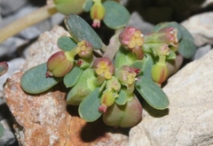 Euphorbia cryptorubra