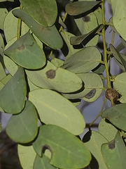 Dalbergia miscolobium