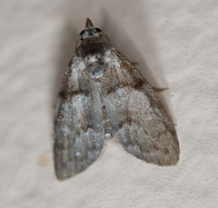 Nola pygmaeodes