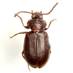 Anaedus texanus