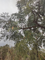 Dalbergia miscolobium