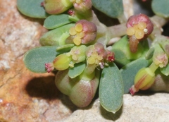 Euphorbia cryptorubra