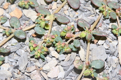 Euphorbia cryptorubra