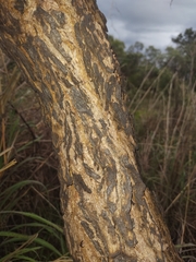 Dalbergia miscolobium