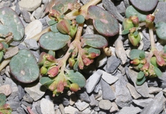 Euphorbia cryptorubra