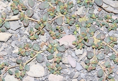 Euphorbia cryptorubra