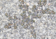 Euphorbia cryptorubra