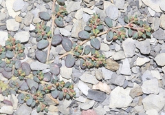 Euphorbia cryptorubra