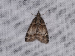 Microdes diplodonta