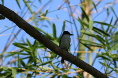 Tyrannus caudifasciatus