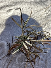 Thelesperma megapotamicum