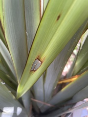 Orthoclydon praefectata