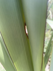 Orthoclydon praefectata