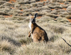 Osphranter robustus erubescens