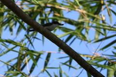 Tyrannus caudifasciatus