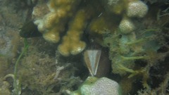 Gymnothorax griseus