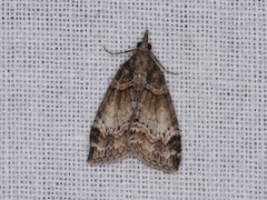 Microdes diplodonta